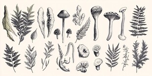 手绘植物与蘑菇插画素材