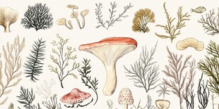 手绘蘑菇与植物插画集合