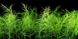 翠绿青草生机盎然