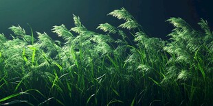 风中摇曳的翠绿芦苇