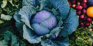 紫甘蓝与多彩蔬菜集合