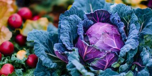紫甘蓝与周边多彩蔬菜