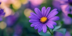 紫色雏菊特写 清新自然美