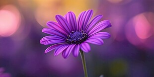 紫色雏菊特写 梦幻背景