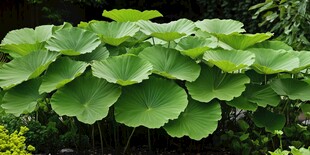 荷叶茂盛绿意浓