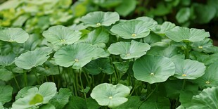 翠绿铜钱草生机盎然