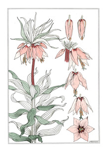 手绘粉色花卉植物插画