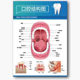 口腔结构图