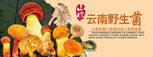 野生菌海报