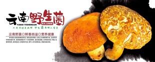 野生菌