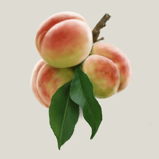 手绘桃子