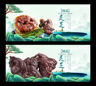 灵芝
