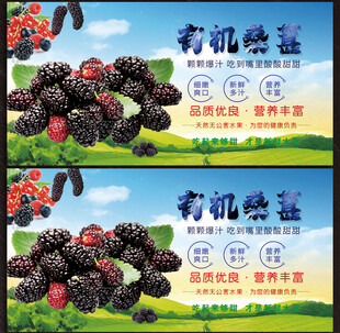 桑葚