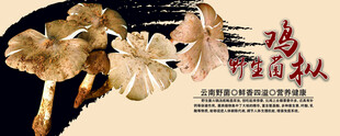 鸡枞