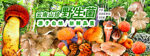 野生菌广告  