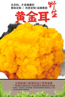 黄金耳