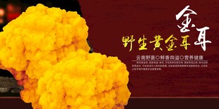 黄金耳
