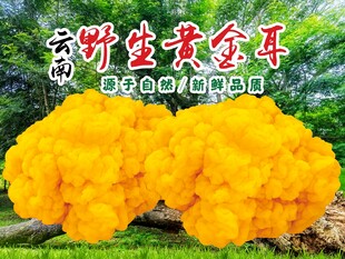 黄金耳