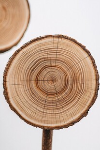 树桩横截面纹理特写