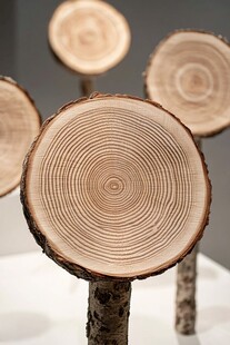 木片截面艺术展示