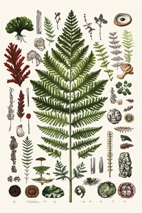 复古蕨类植物标本插画