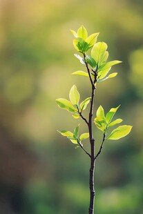 嫩绿新枝绽生机