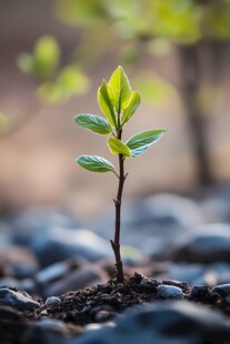 破土新苗 生机盎然