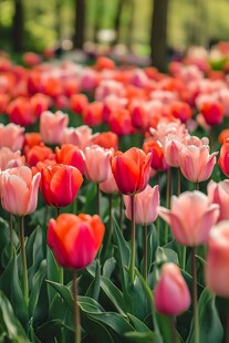 缤纷郁金香花海