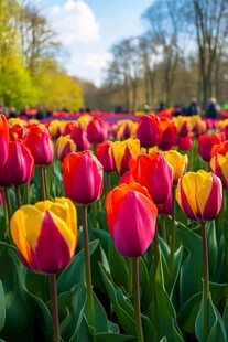 缤纷郁金香花海迷人