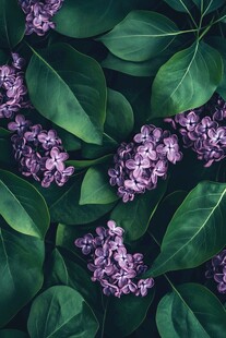 紫丁香绿叶的唯美景致