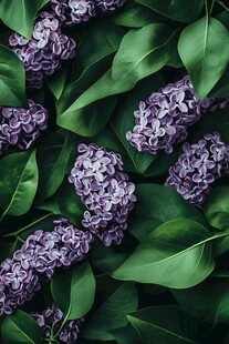 紫丁香绿叶花卉特写