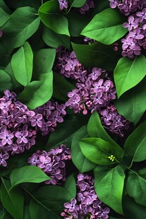 紫丁香与绿叶的美丽邂逅