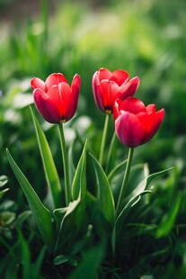 娇艳红郁金香绽放绿意间