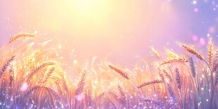 梦幻麦田的绚丽光影