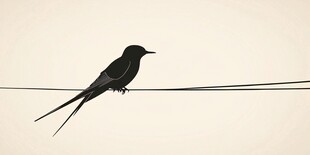 电线上的黑羽燕子