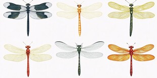 多彩蜻蜓标本展示