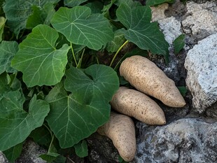 田间红薯与绿叶相伴