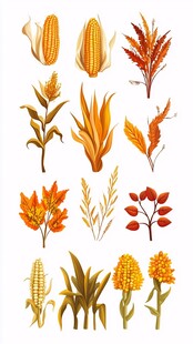 秋季农作物与植物元素集合