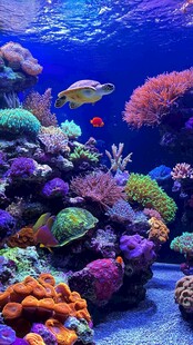 海底梦幻世界 海龟与珊瑚