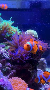 缤纷海底世界中的小丑鱼