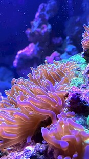 梦幻绚丽的海底珊瑚景观