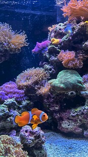 小丑鱼悠游多彩海底世界