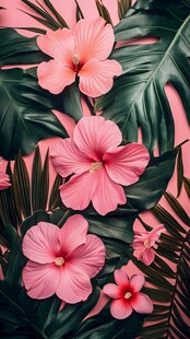 粉色扶桑花与绿叶背景图