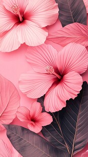 粉色扶桑花的梦幻组合