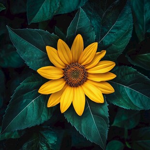 黄色小花绽放于绿叶间