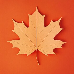 橙背景上的单片枫叶