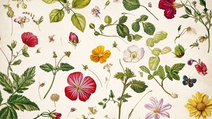 手绘多彩花卉植物图案