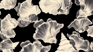 贝壳图案 优雅的海洋风情