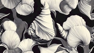 黑白贝壳图案纹理背景