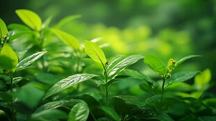 翠绿嫩叶 生机盎然的自然景象